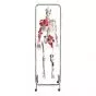 Squelette pour physiothérapie W47001