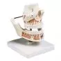 Dentition adulte VE281