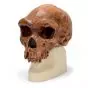 Homo sapiens rhodesiensis - Broken Hill ou Kabwe VP754/1