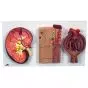 Coupe du rein, néphron, vaisseaux sanguins et corpuscules rénaux K11