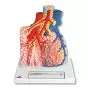 Lobules pulmonaires et vascularisation G60