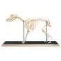 Squelette de chien (Canis domesticus) T30009