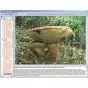 CD-ROM La forêt comme habitat 3B Scientific W13536