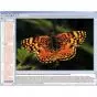 CD-ROM Le monde des papillons 3B Scientific W13537