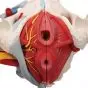 Bassin féminin avec ligaments, vaisseaux, nerfs, plancher pelvien et organes, en six pièces 3B Scientific H20/4 