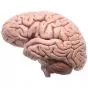 Cerveau classique en 5 parties C18 3B Scientific