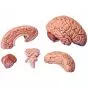 Cerveau classique en 5 parties C18 3B Scientific