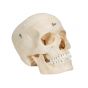 Crâne avec structures osseuses, 6 parties A281