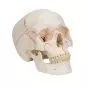 Crâne classique avec représentation des sutures A21
