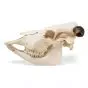 Crâne de bœuf (Bos taurus), avec cornes, prêparation en os naturels T300151w