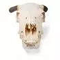 Crâne de bœuf (Bos taurus), avec cornes, prêparation en os naturels T300151w
