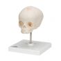 Crâne de fœtus A26