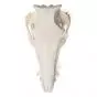 Crâne de porc (Sus scrofa domesticus) femelle, T300161f