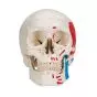 Crâne humain peint en 3 parties A23