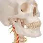 Crâne sur colonne vertébrale cervicale, en 4 parties A20/1