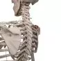 Léo, le squelette avec ligaments A12