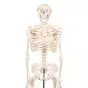 Mini-squelette Shorty, sur socle A18