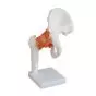 Modèle d'articulation de la hanche Mediprem