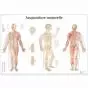 Planche anatomique Acupuncture corporelle VR2820UU