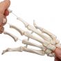 Squelette de la main avec radius et ulna A40/3R