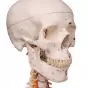Squelette de luxe Sam, sur support suspendu A13/1