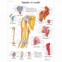 Planche anatomique Epaule et coude VR2170L