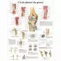 Planche anatomique L'articulation du genou VR2174L