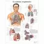 Planche anatomique Le système respiratoire VR2322UU