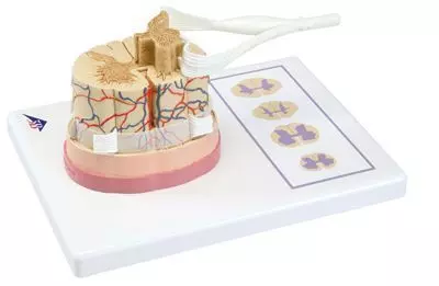 Moelle épinière avec extrémités des nerfs C41 3B Scientific