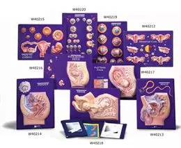 Kit d’enseignement de fœtus maturé 3B Scientific W40217