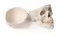 Modèle de crâne en 3 parties numéroté 4505 Erler Zimmer