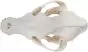 Crâne de chien en os naturels 3B T30021