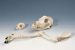 Crâne de chien T30021-2