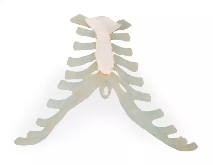 Modèle de sternum Erler Zimmer 3071