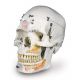 Cráneo de demostracion de lujo, 10 partes 3B scientific, A27