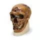 Homme du Néanderthal européen - La Chapelle-aux-Saints VP751/1