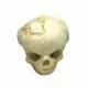 Modèle de crâne de fœtus de 17 semaines 4767 Erler Zimmer