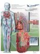 Planche anatomique Thrombose veineuse profonde VR2368UU