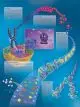 Planche anatomique ADN - le genotype humain VR2670UU
