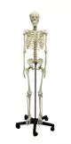 Squelette humain d'adolescent 2700 Erler Zimmer