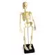 Squelette miniature pour mini-budget W18001