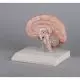 Section droite du cerveau humain C215 Erler Zimmer