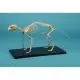 Squelette de chat Erler Zimmer