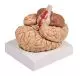 Modèle de cerveau avec artères en 9 parties C220 Erler Zimmer