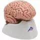 Cerveau classique en 5 parties C18 3B Scientific