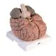 Cerveau géant, agrandi 2,5 fois, en 14 parties VH409