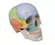 Crâne didactique coloré en 3 parties 4508 Erler Zimmer