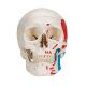 Crâne humain peint en 3 parties A23