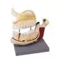 Modèle de maxillaire et mandibule humaine D325 Erler Zimmer