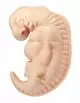 Modèle d'embryon 4 semaines grossi 50 fois L115 Erler Zimmer